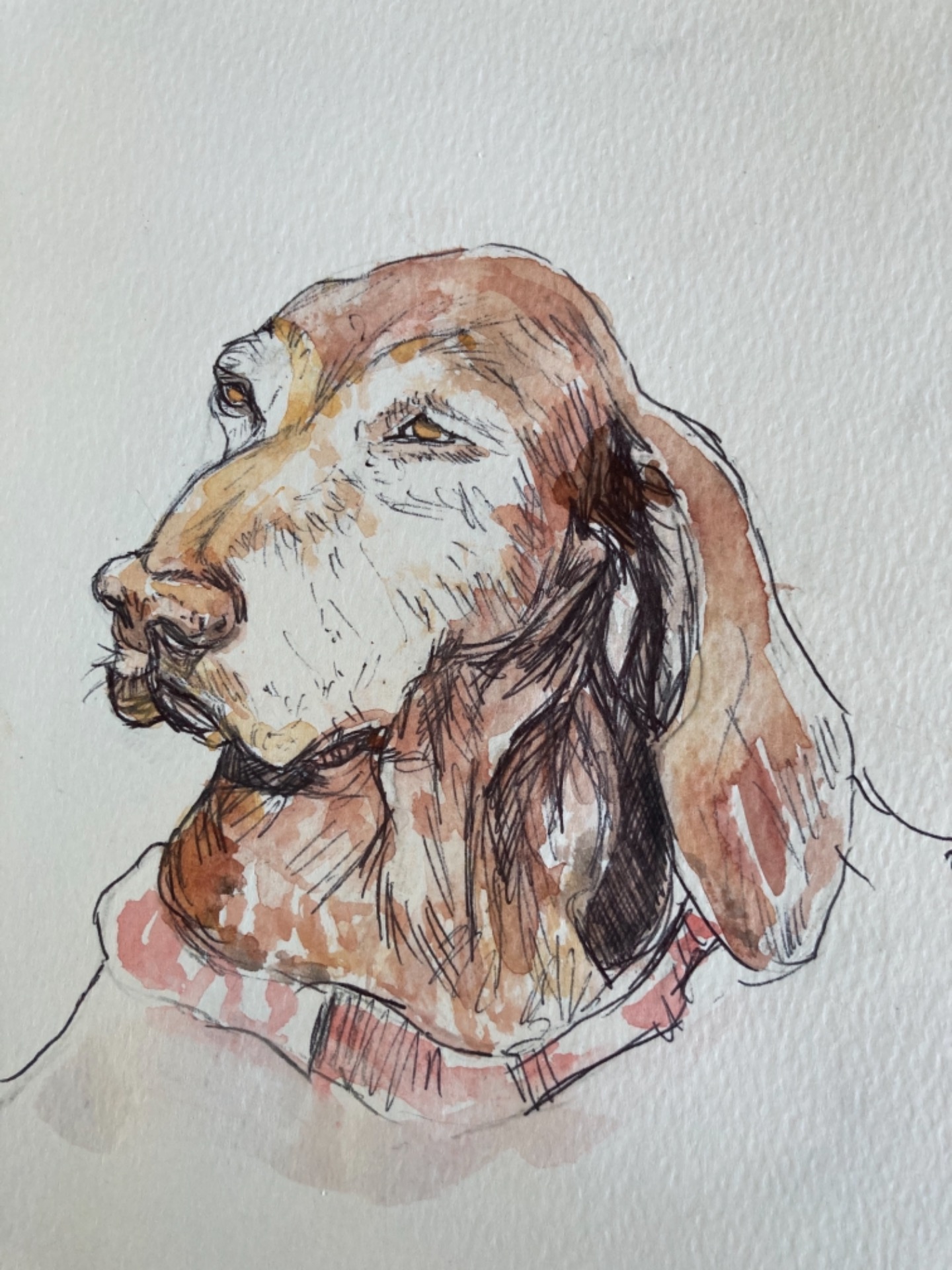 "Liliy" Watercolour and ink on paper