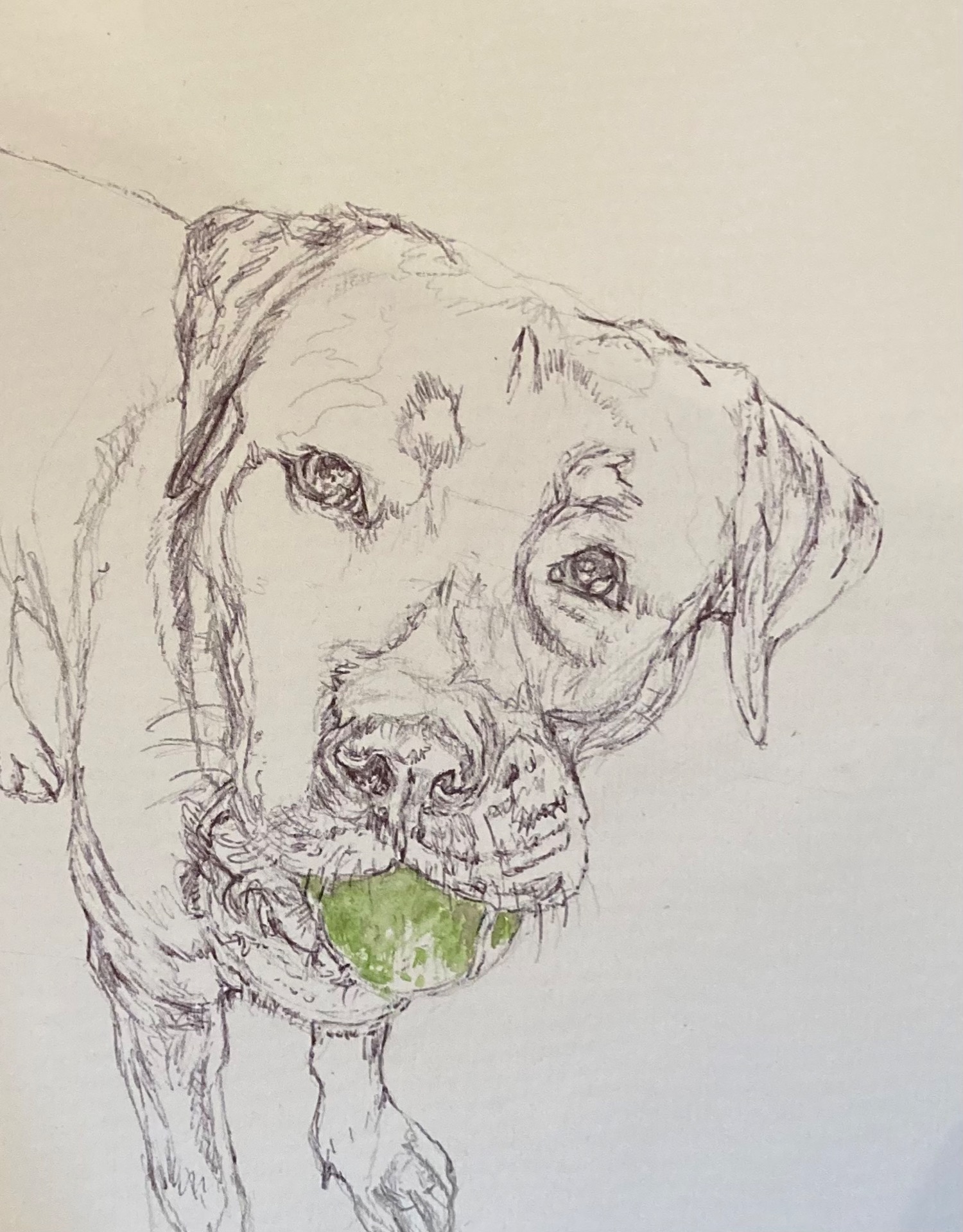 "Bella" Watercolour and ink on paper