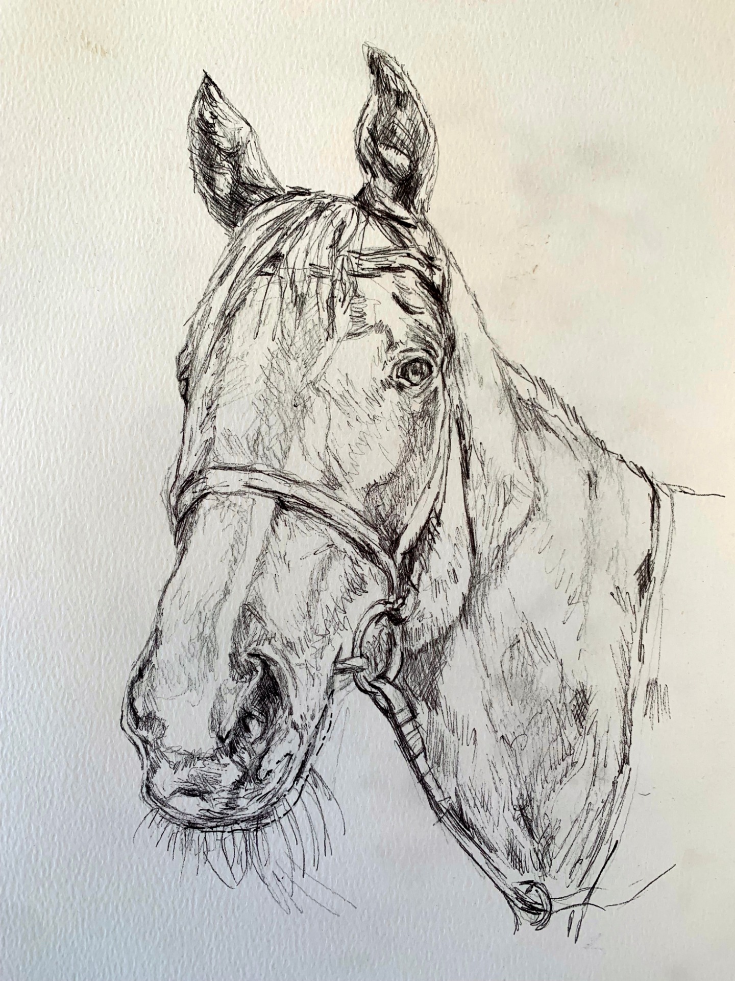 " Beau" Pen on paper